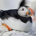 puffin_atlantic_msi_h_0586_can1614.jpg